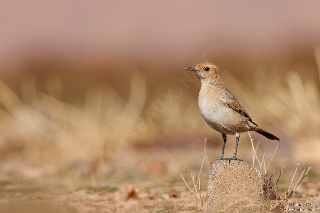 Red-rumped Wheatear female adult