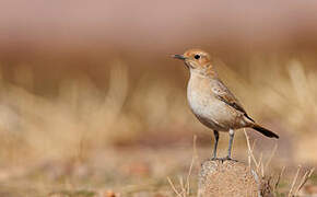 Red-rumped Wheatear