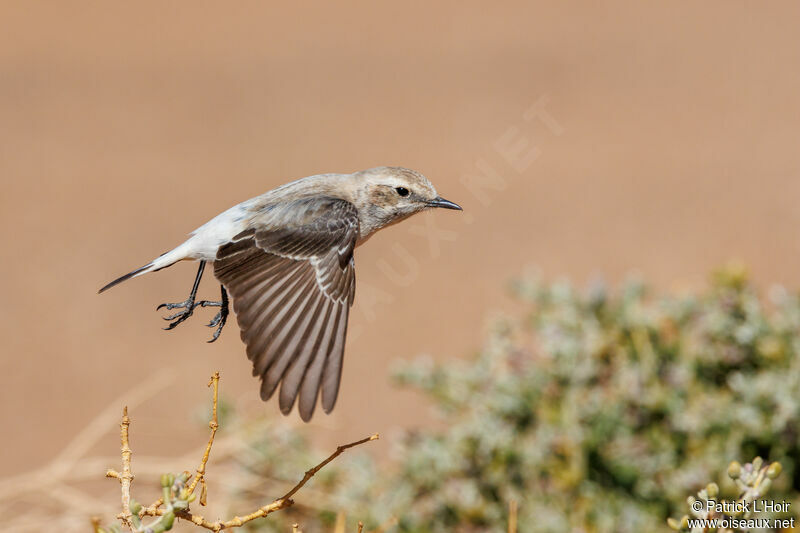 Red-rumped Wheatear male adult