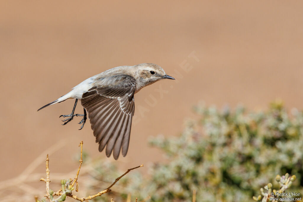 Red-rumped Wheatear male adult