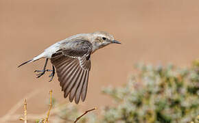 Red-rumped Wheatear