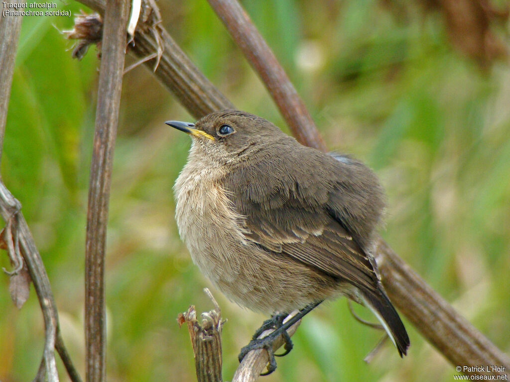 Moorland Chat