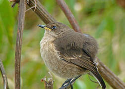 Moorland Chat