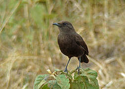 Anteater Chat