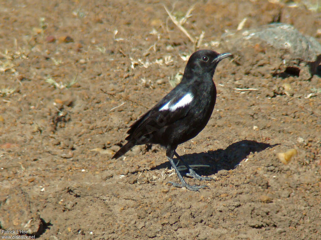 Sooty Chat male adult, pigmentation, fishing/hunting