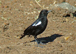 Sooty Chat