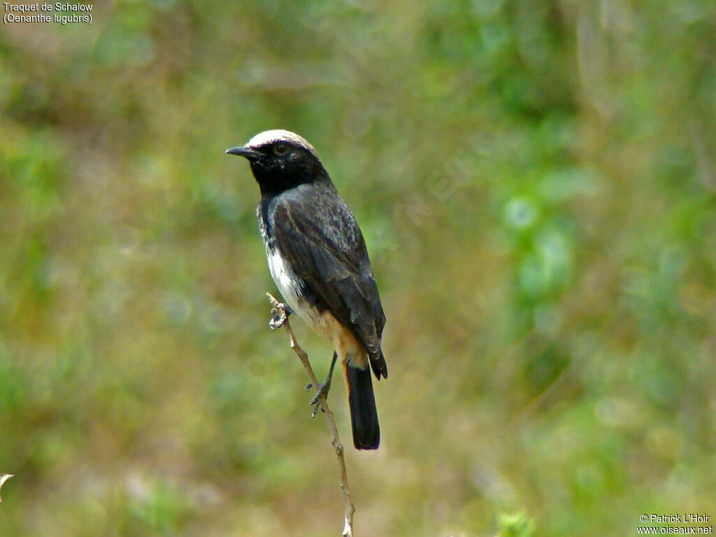 Abyssinian Wheatear