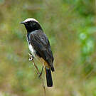 Traquet de Schalow