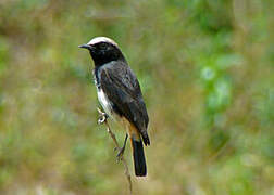 Abyssinian Wheatear