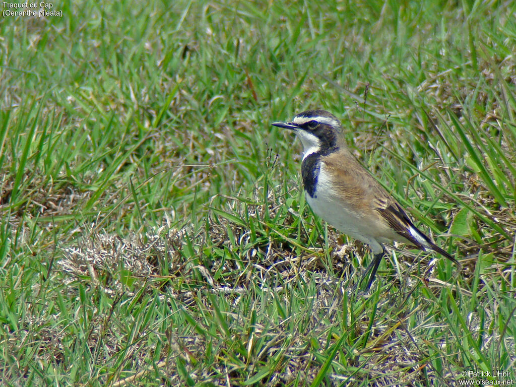 Capped Wheatear