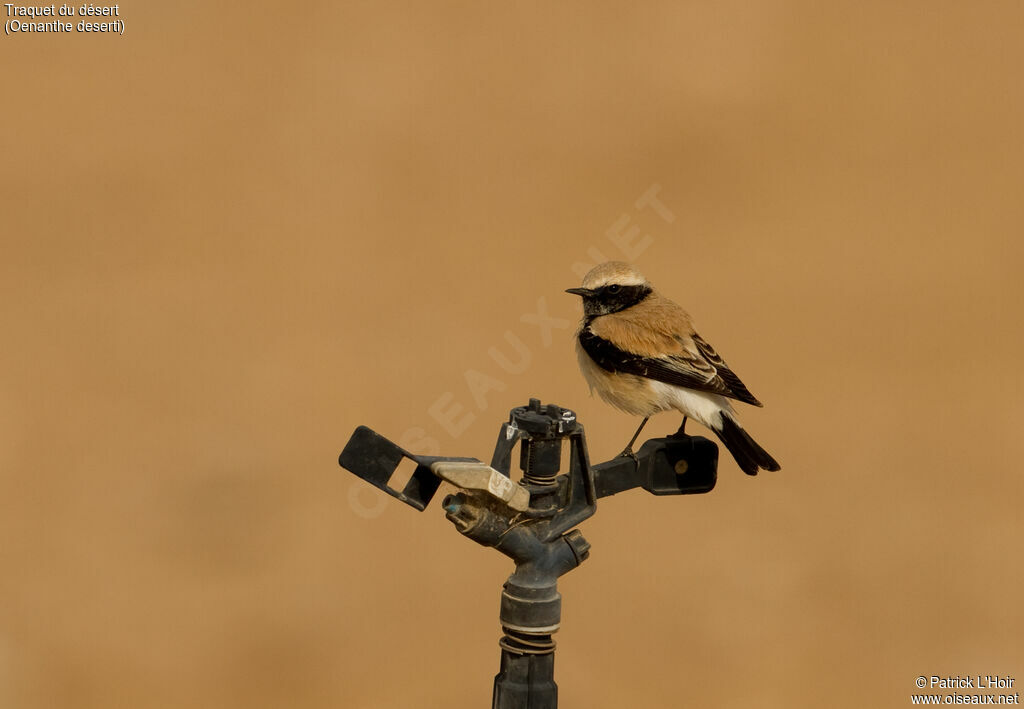 Desert Wheatear