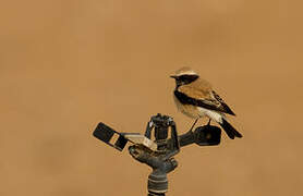 Desert Wheatear