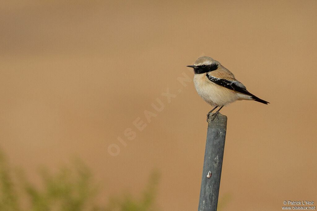 Desert Wheatear