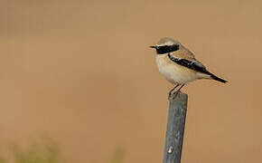 Desert Wheatear