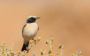 Desert Wheatear