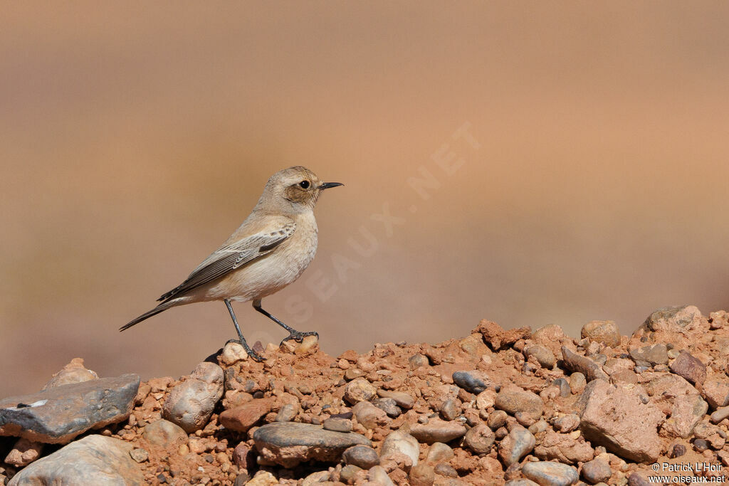 Desert Wheatear female adult