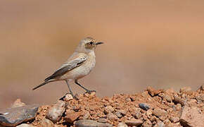 Desert Wheatear