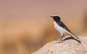 Maghreb Wheatear