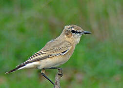 Isabelline Wheatear