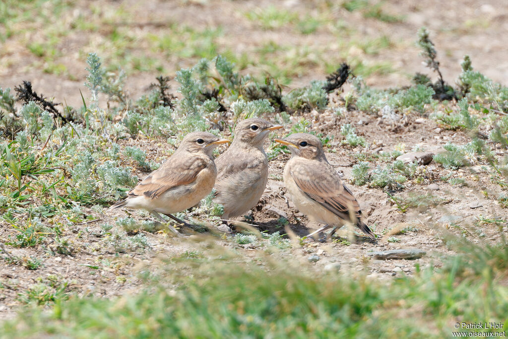 Isabelline WheatearPoussin