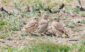 Isabelline Wheatear