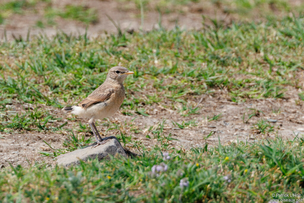 Isabelline WheatearPoussin