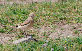 Isabelline Wheatear