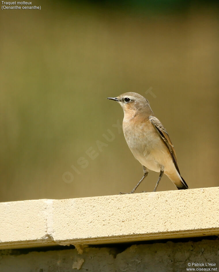 Northern Wheatear female adult