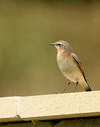 Northern Wheatear