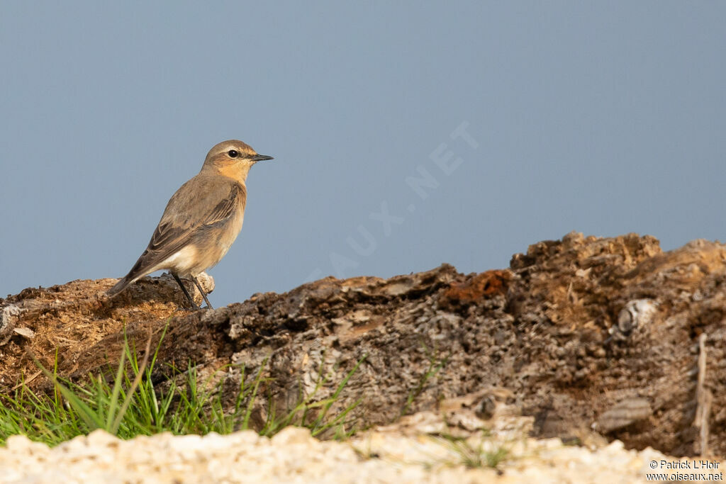 Northern Wheatear