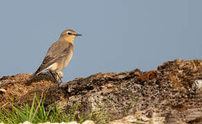 Northern Wheatear