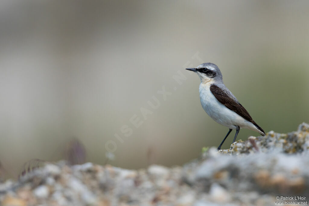 Northern Wheatear male adult