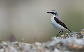 Northern Wheatear