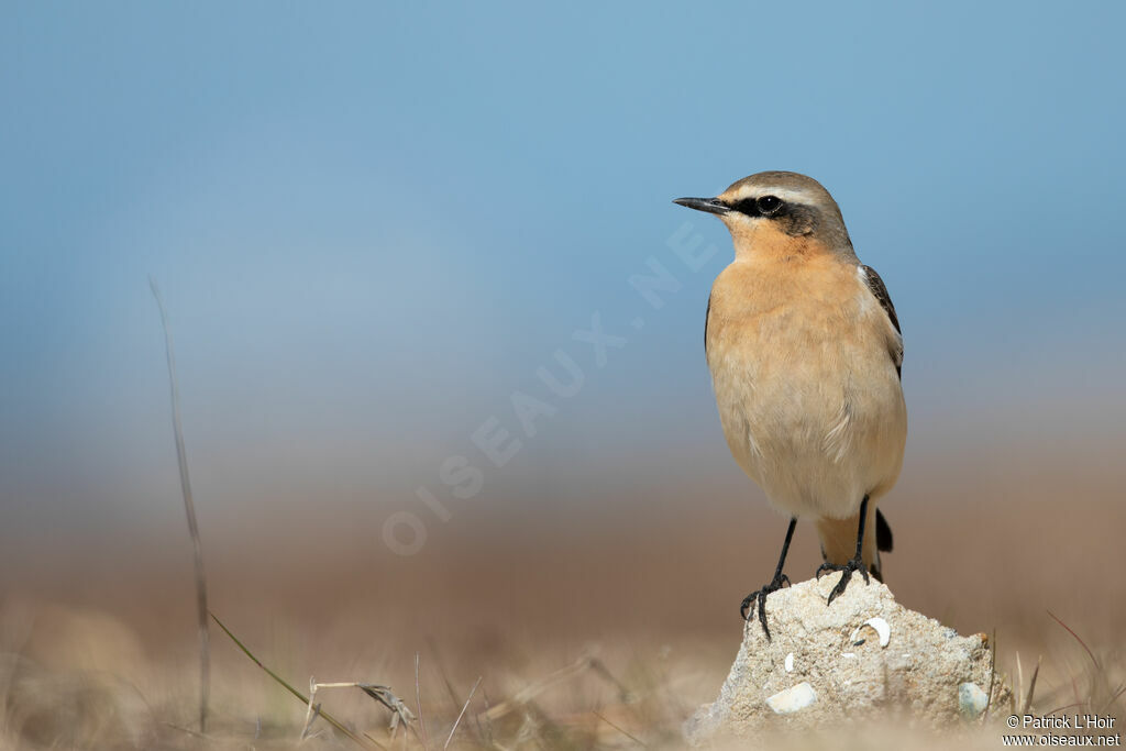 Northern Wheatear