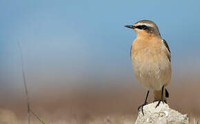 Northern Wheatear