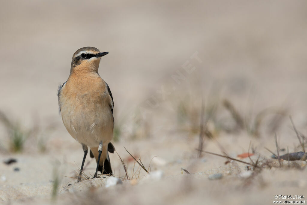 Northern Wheatear