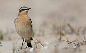 Northern Wheatear