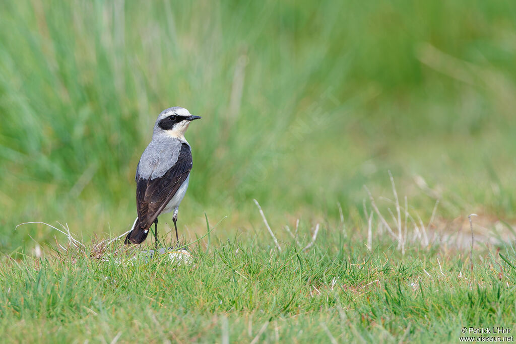 Northern Wheatear