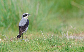 Northern Wheatear