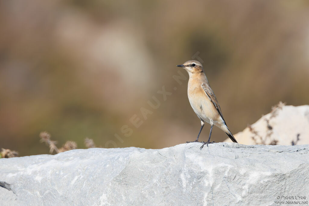 Northern Wheatear