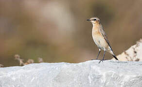 Northern Wheatear