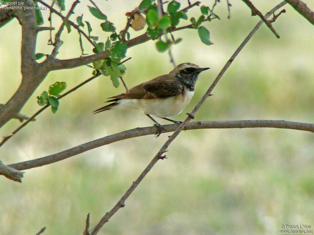 Pied Wheatear