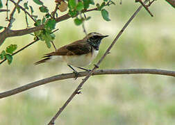 Pied Wheatear