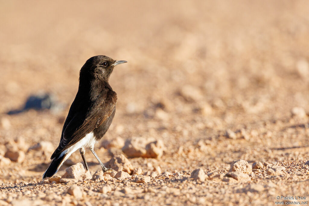 Black Wheatear