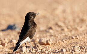 Black Wheatear