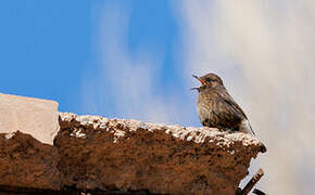 Black Wheatear