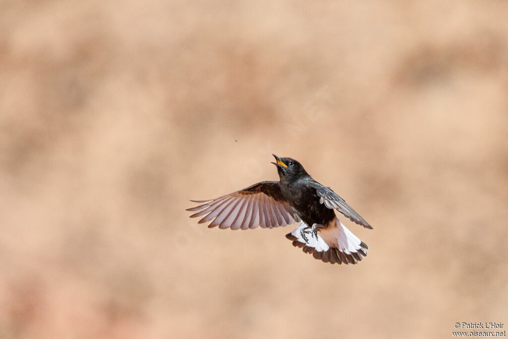 Black Wheatear male adult