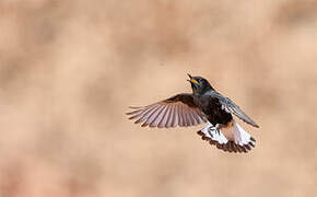 Black Wheatear