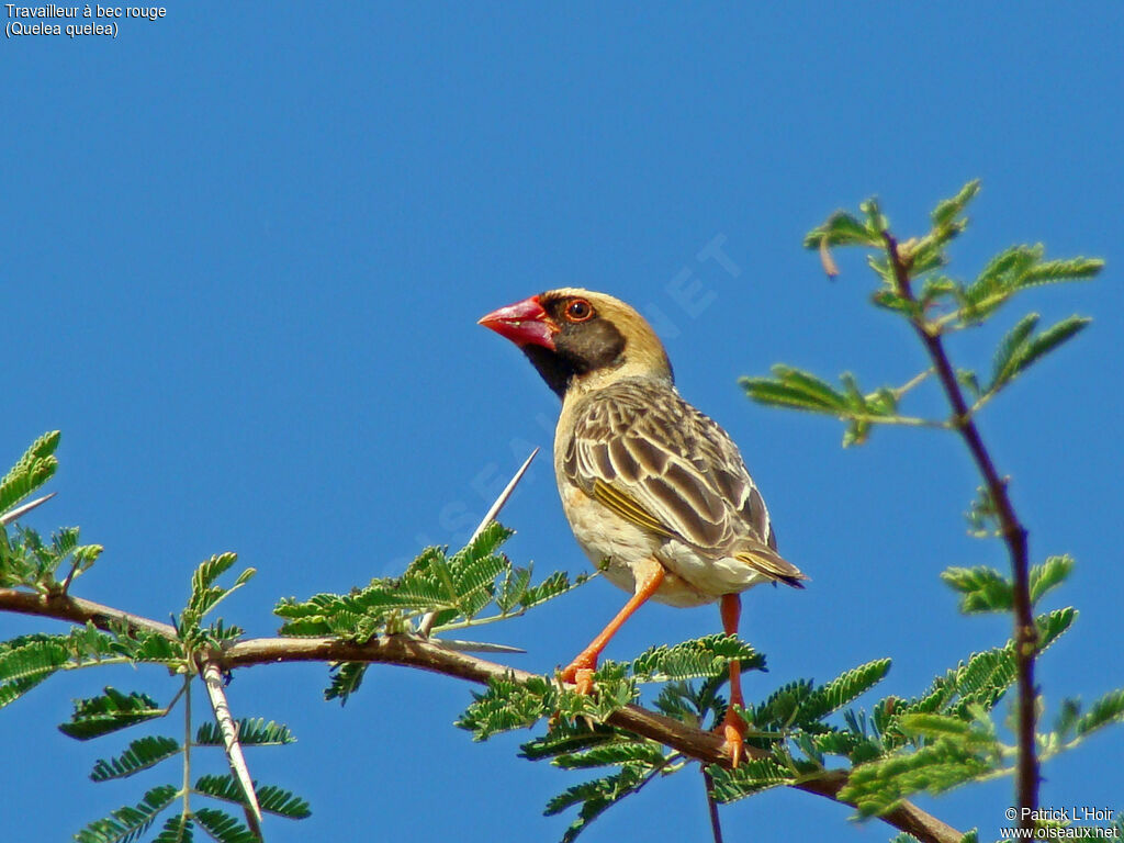 Red-billed Quelea