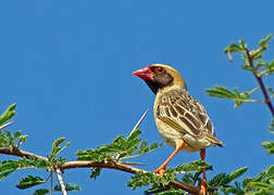 Red-billed Quelea